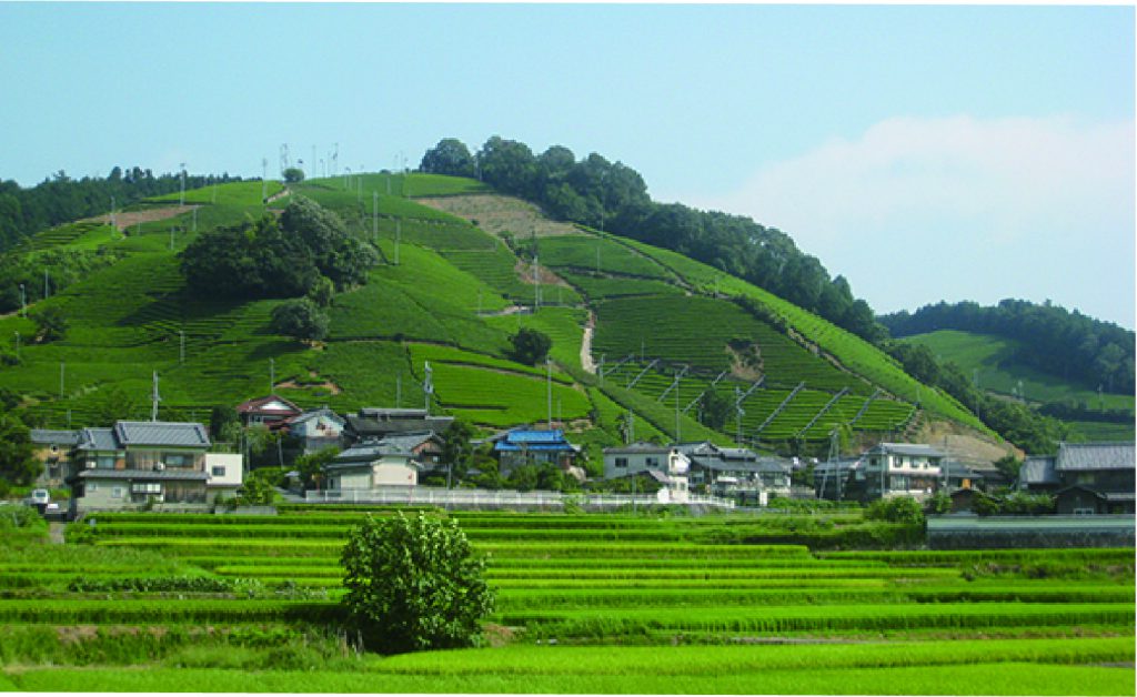 -Japan Heritage site – Chagenkyo Wazuka Town tea fields