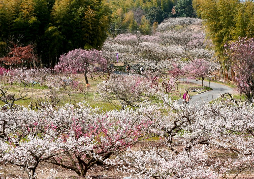 青谷梅林