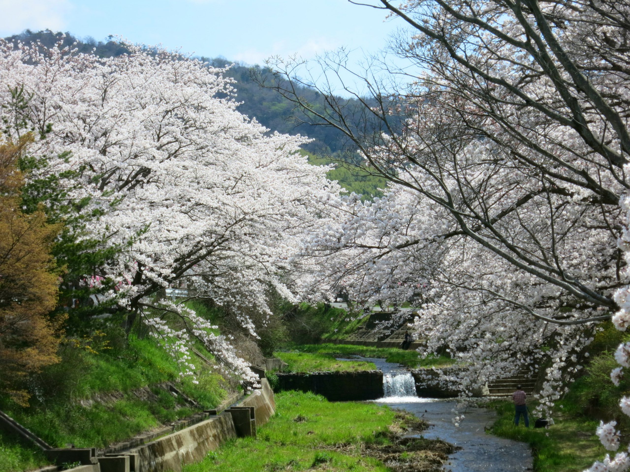 Ide:Tamagawa River Sakura(Cherry Trees)