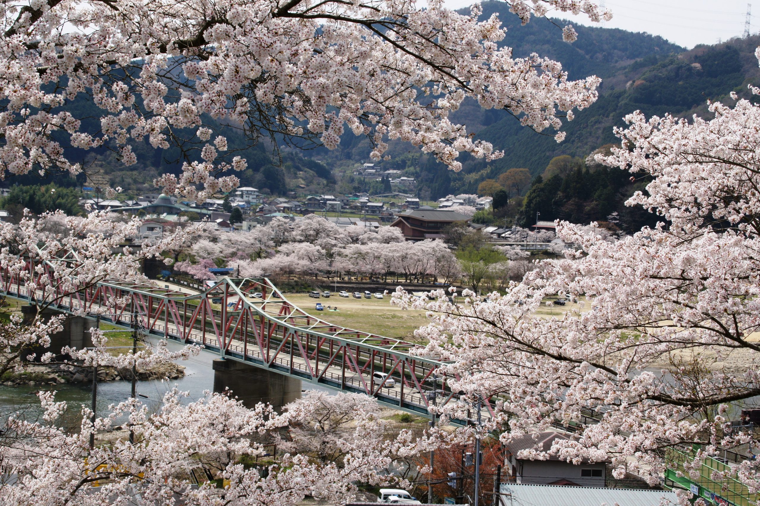 Kasagi:Cherry blossoms②
