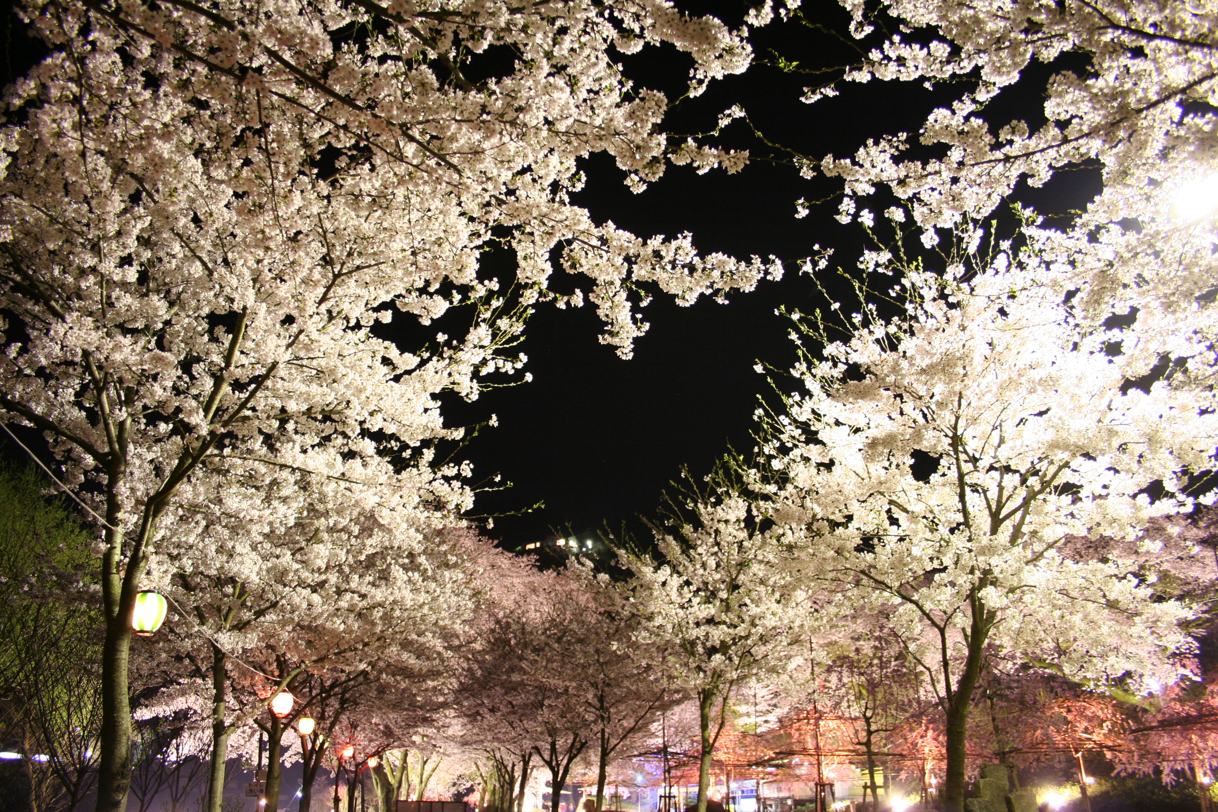Kizu:Cherry Blossoms①