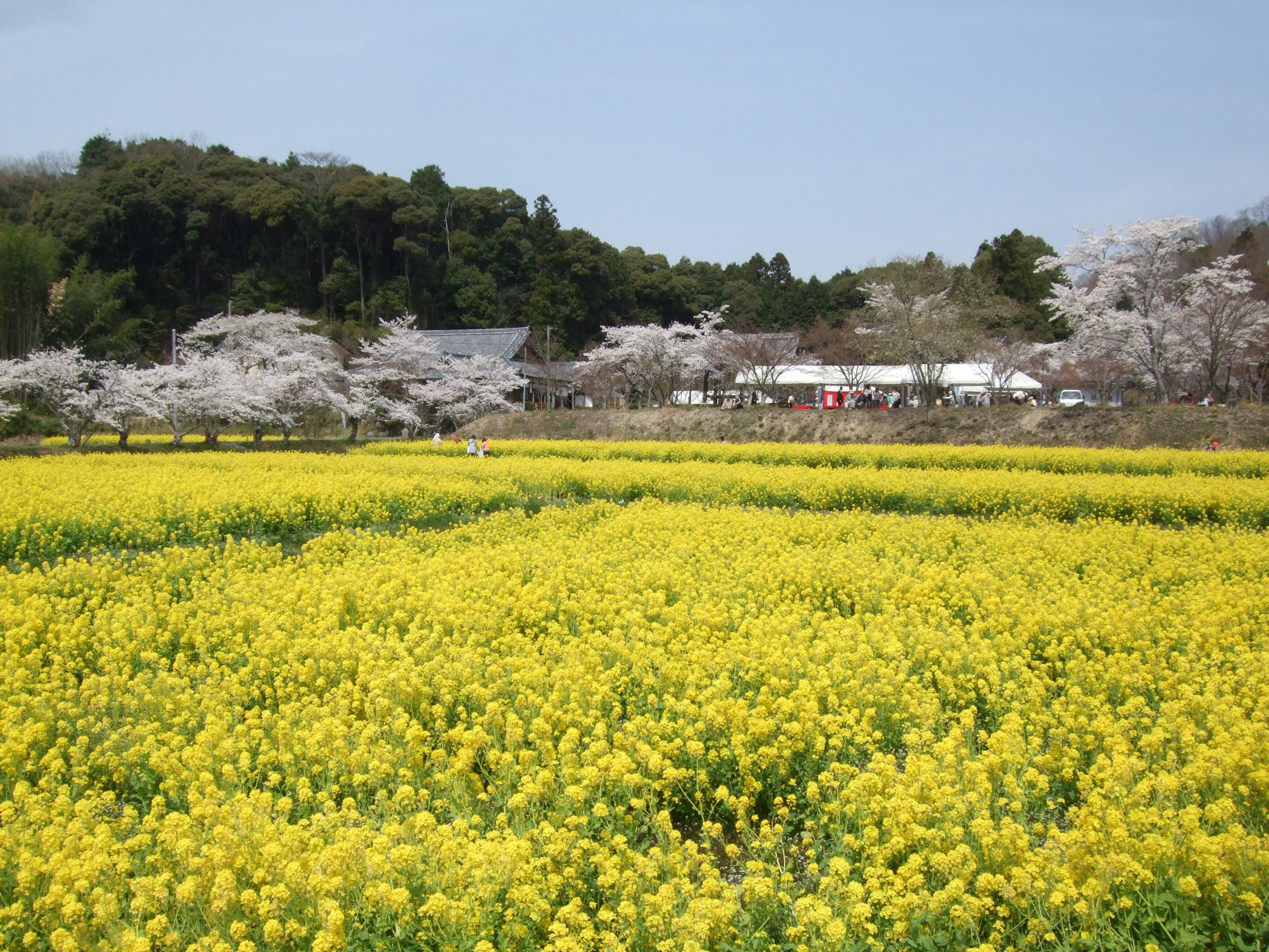 Kyotanabe:Fugenji Rapeseed Field.Spring
