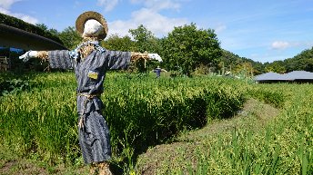 Seika:Keihanna Suikeien Rice field.Autmun