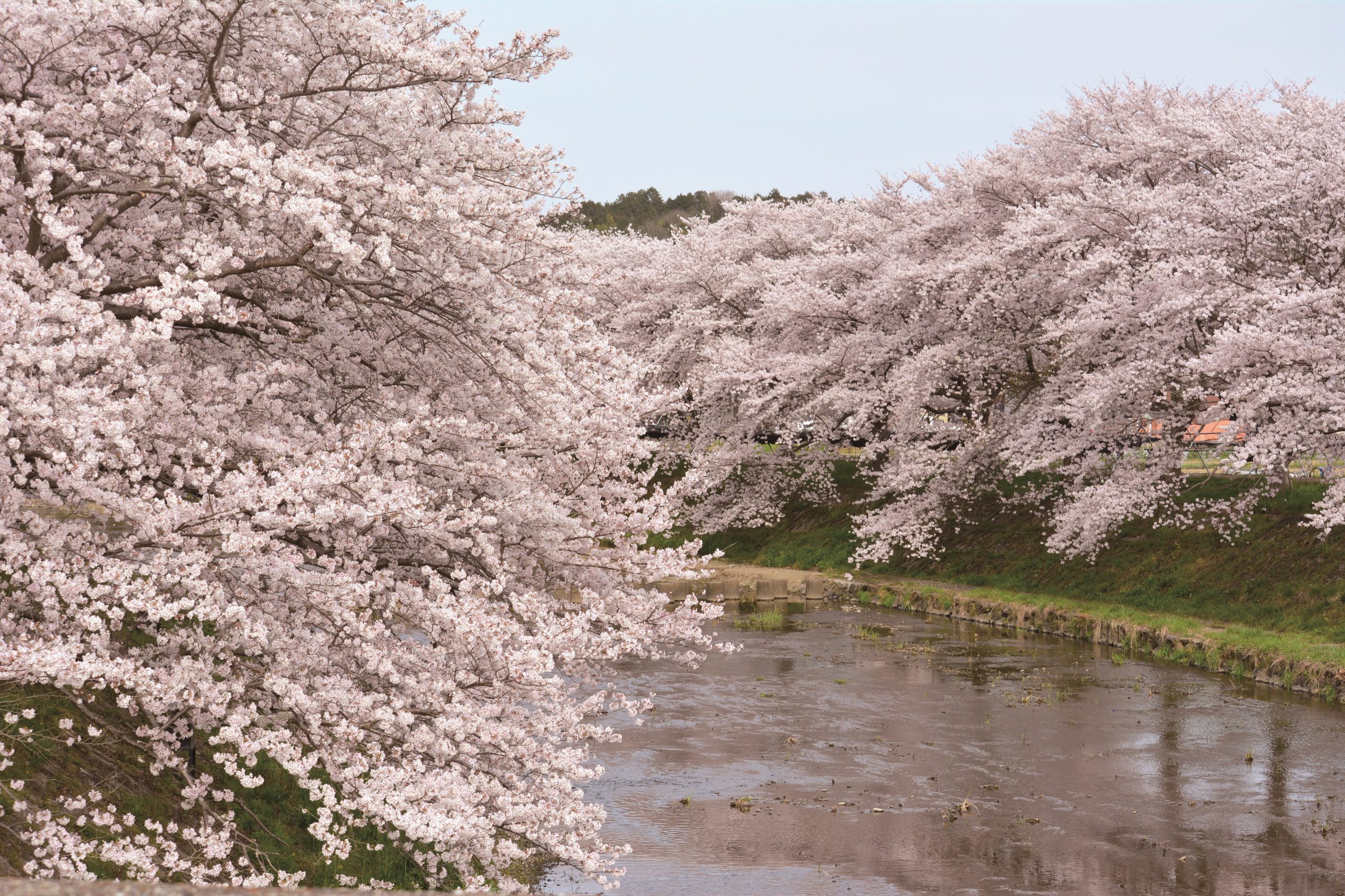 Ujitawara:Cherry trees (Yasuragi road)