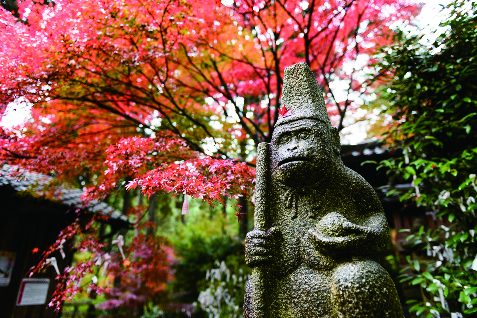 Ujitawara:Sarumaru Shrine. Autumn
