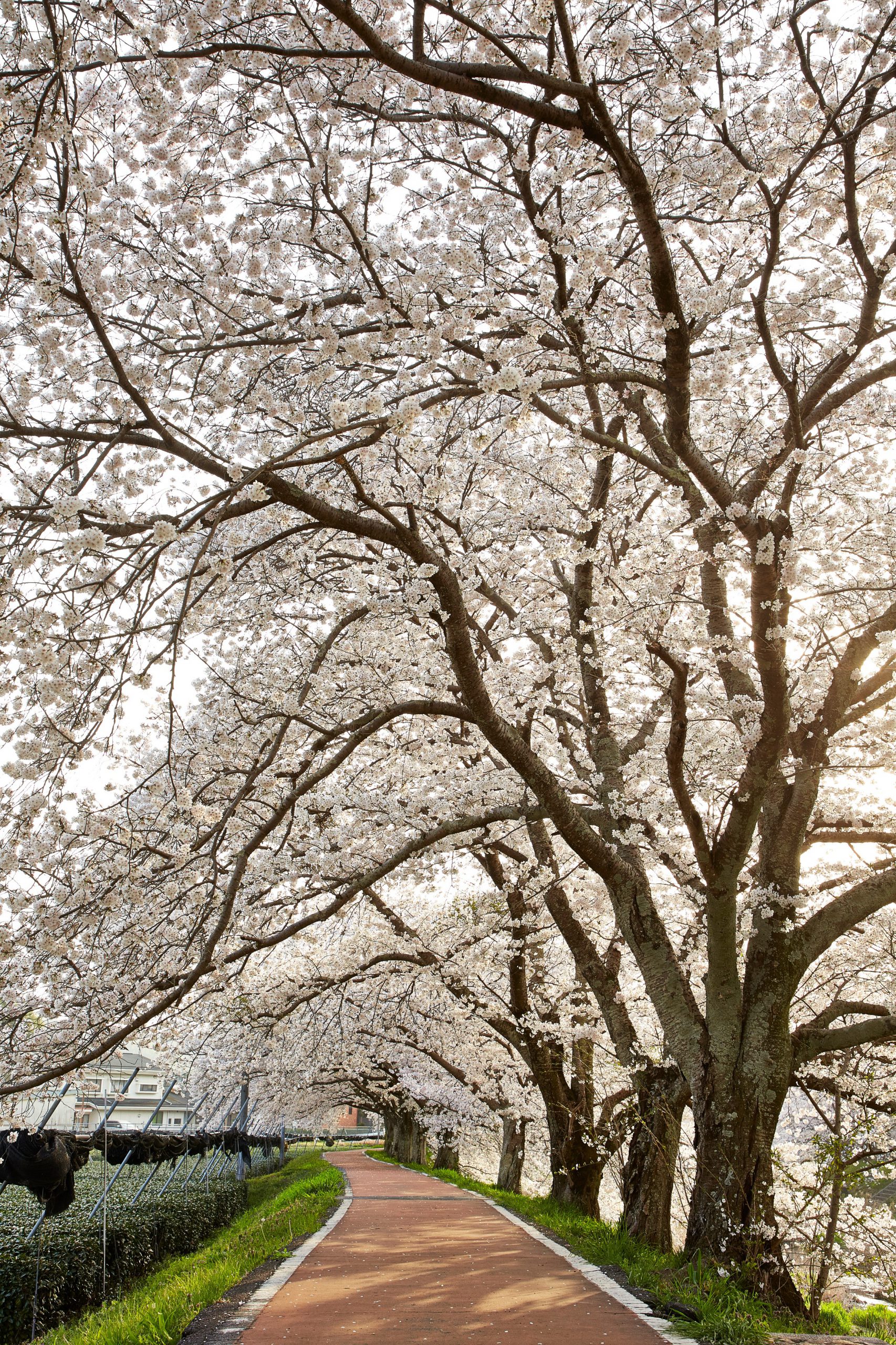 Ujitawara:Yasuraginomichi (Three hundred of Cherry  trees) Spring②