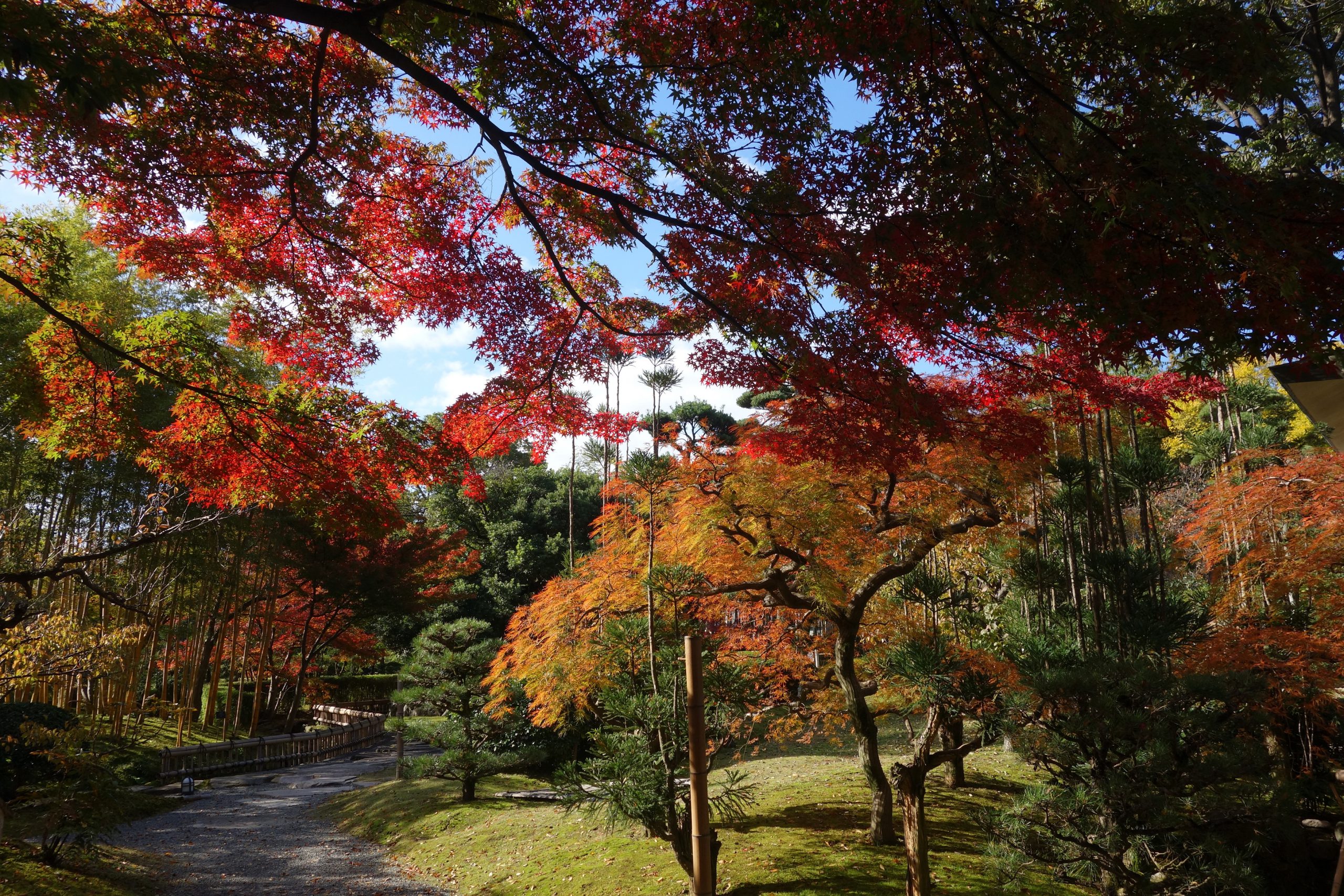 Yawata:Shokado Japanese Garden.Autumn
