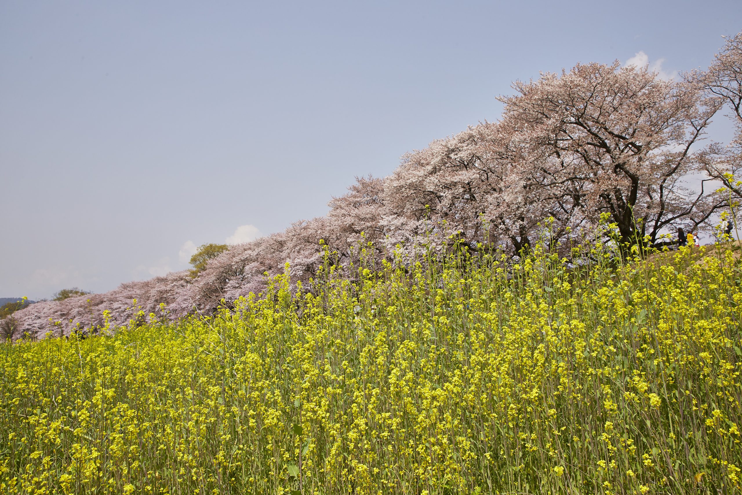Yawata:Sewaritei (Sewari Bank) Spring