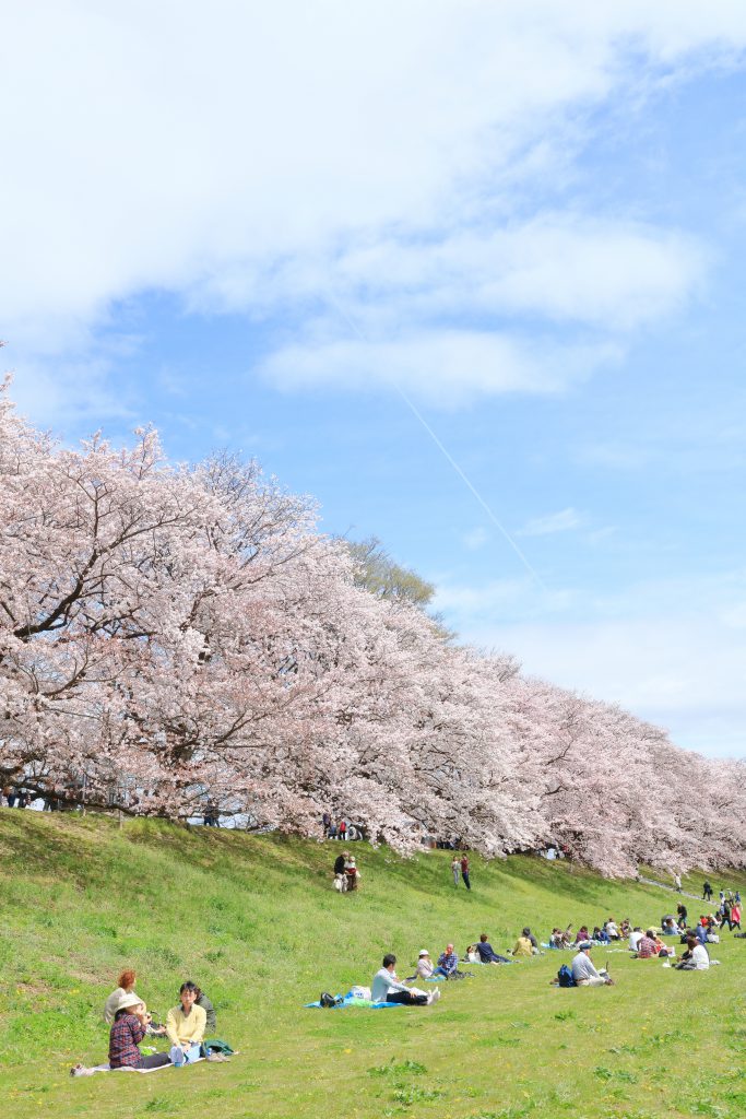 淀川河川公園背割提地区（桜）