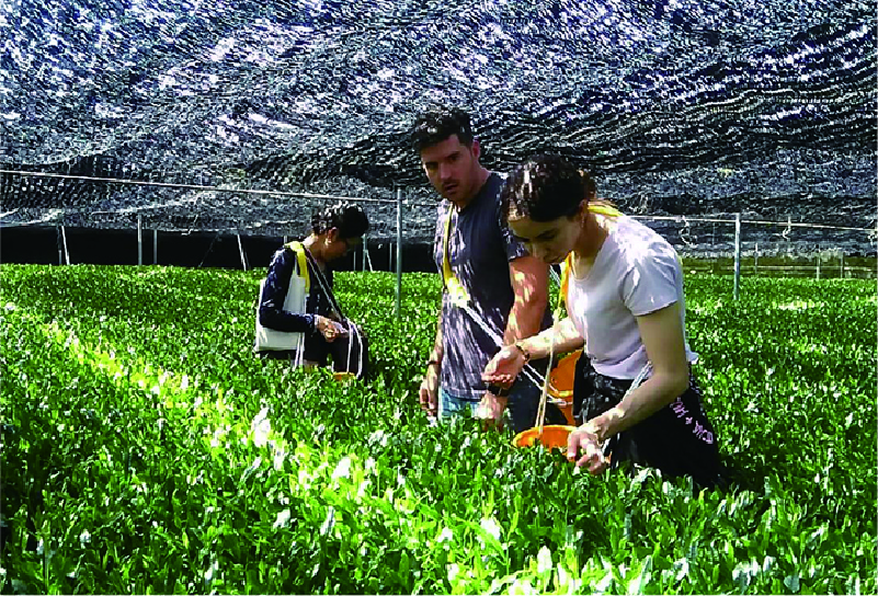 Tea Plantation covered with man-made fiber.