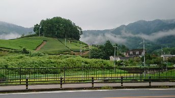Enjoy the scenic beauty of Uji-Tea Plantation. ③