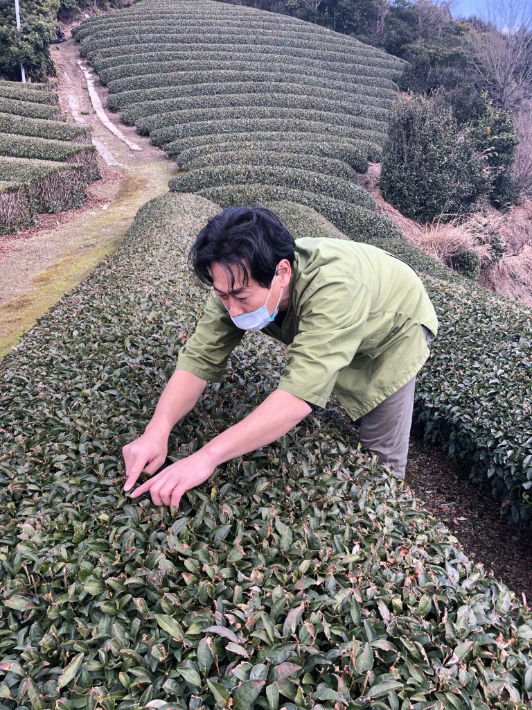 Obubu Tea Farms