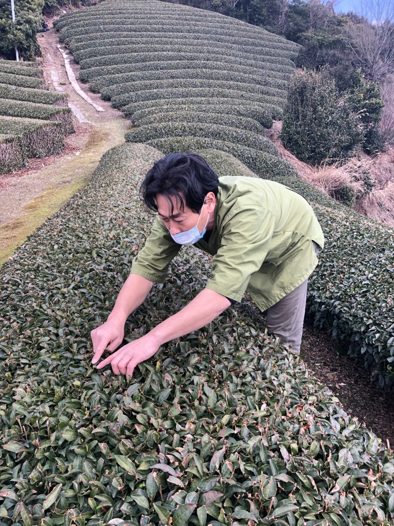 Immerse yourself in Japanese tea at Kyoto Obubu Tea Farms