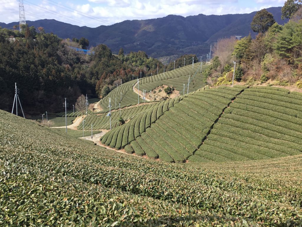 Obubu Tea Farms