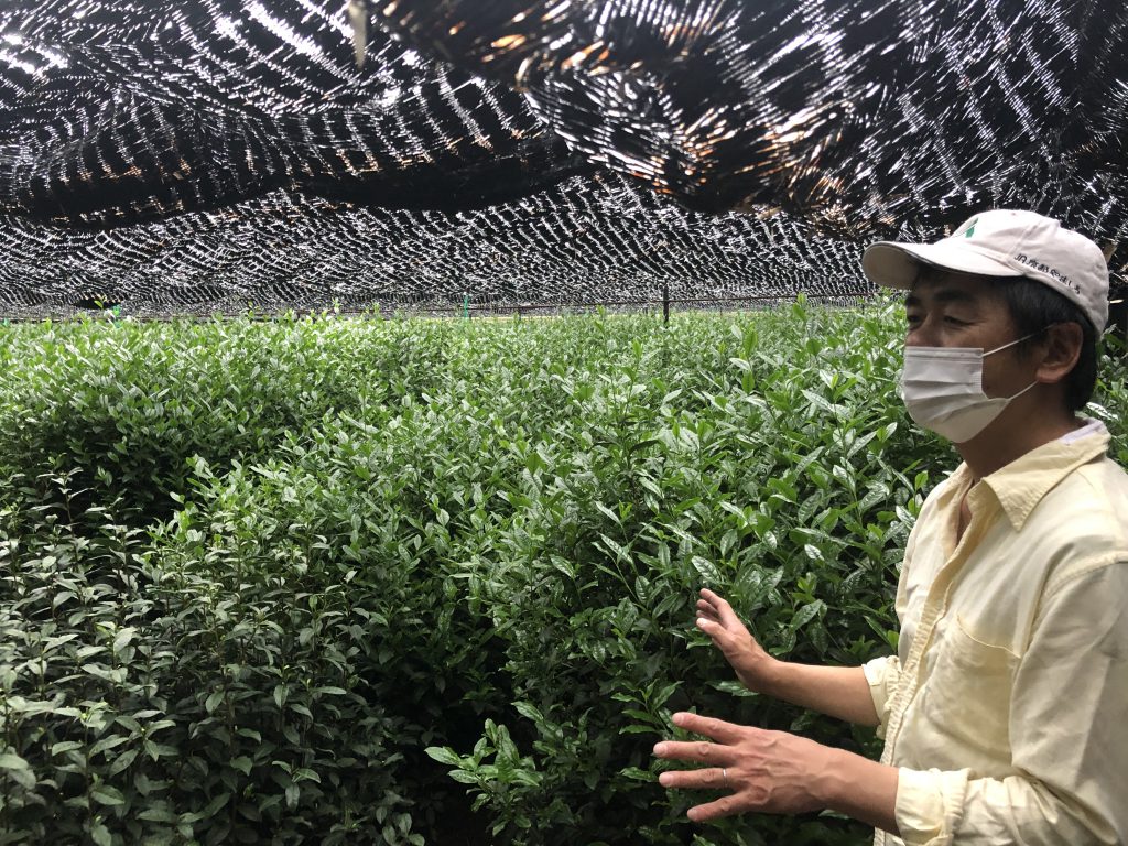 Experience “the real Matcha” at Magouemon Farm