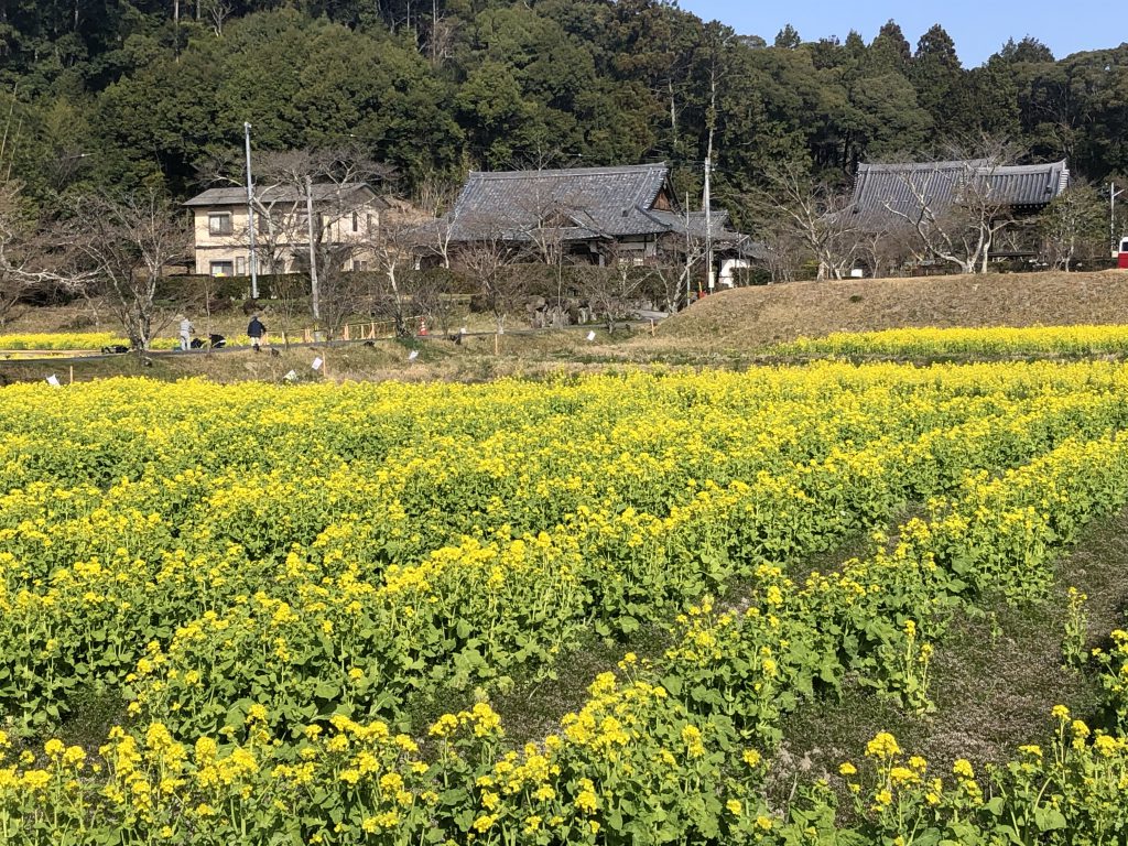 Omido Kannonji: The hidden temple with a national treasure in the countryside