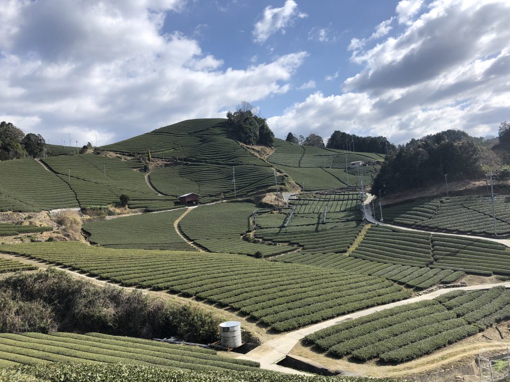 Overlook “Tea paradise” at Ishitera Tea fields in Wazuka