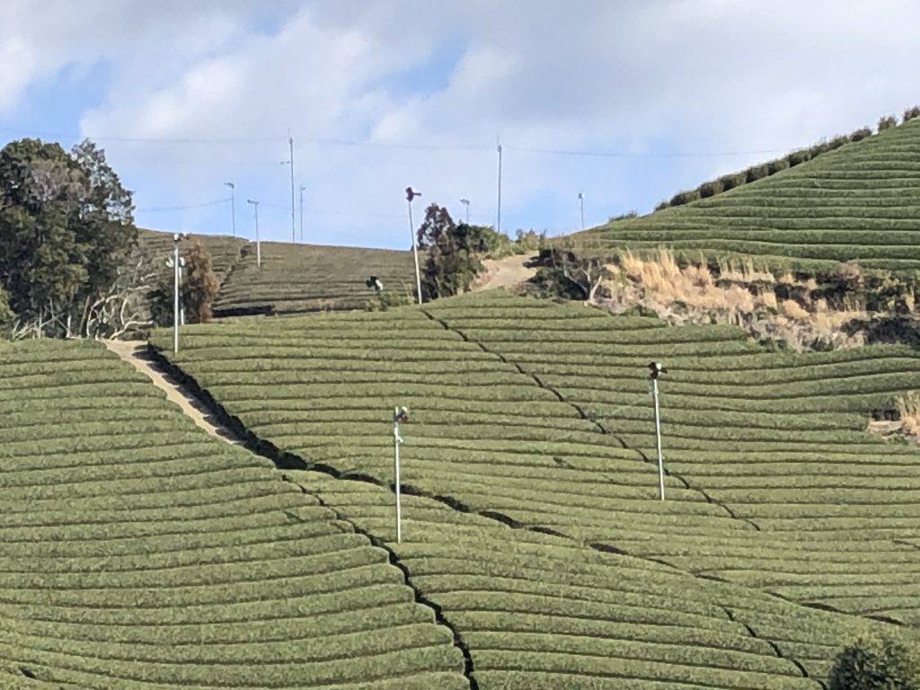 Ishitera Tea fields