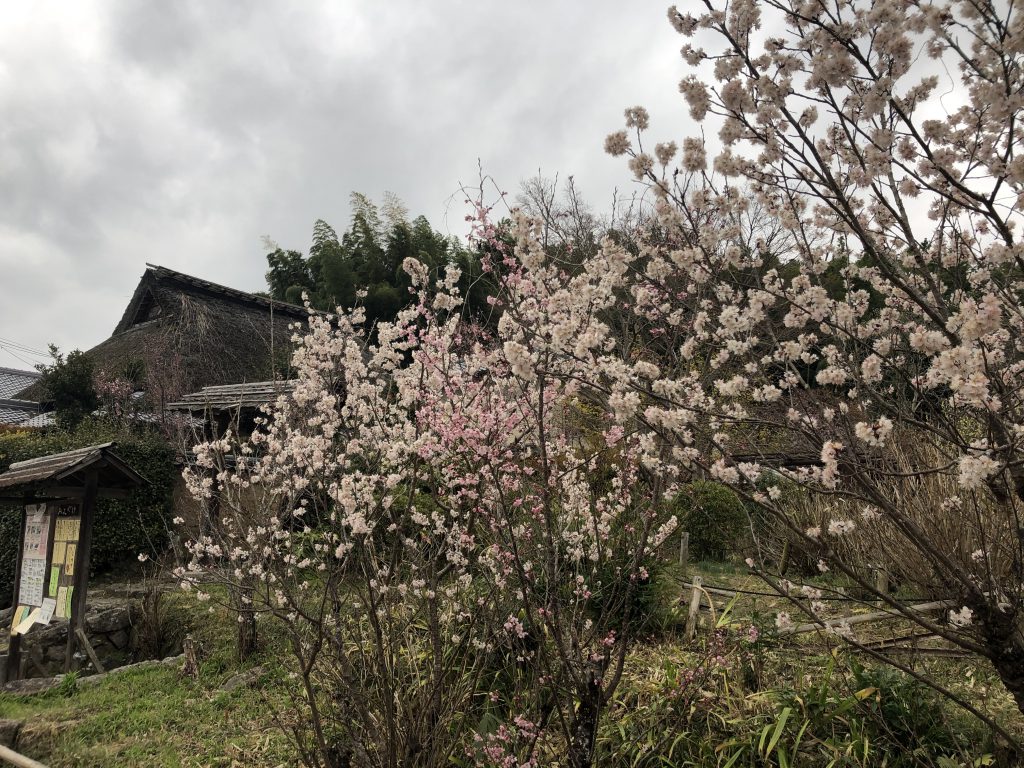 Joruri-ji Temple