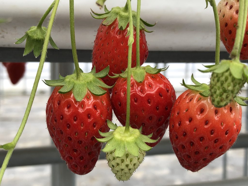 Enjoy strawberry picking!